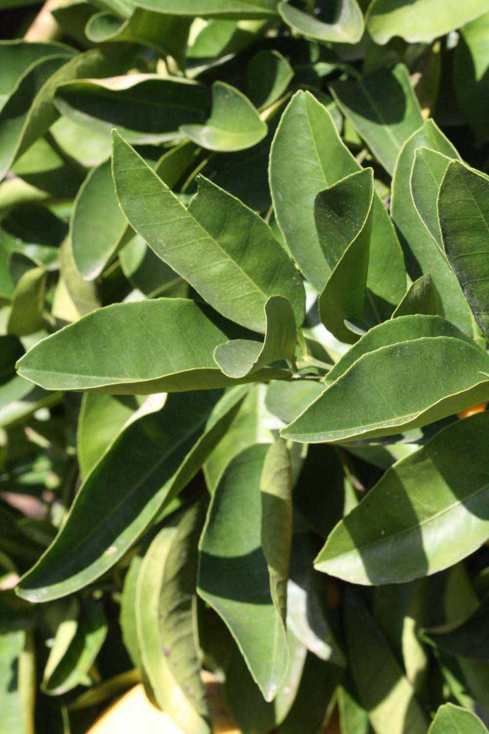              Sun leaves (Riverside, CA)       